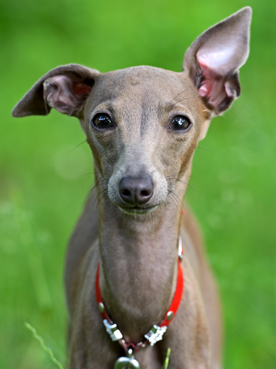 dog with perky ear