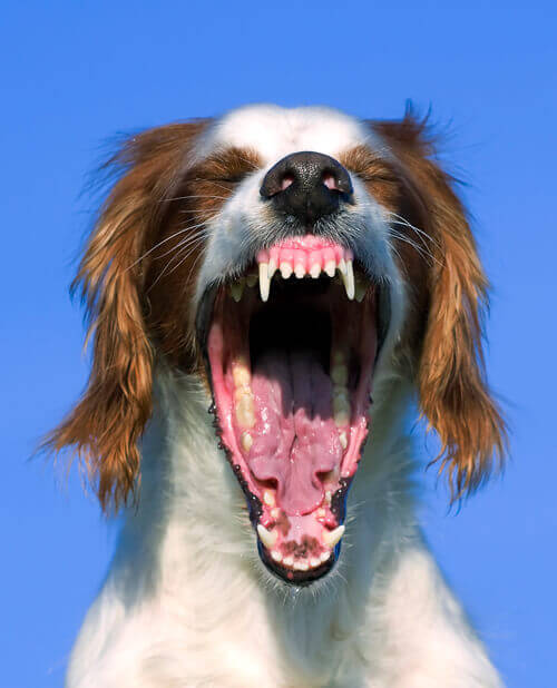 Dog with teeth