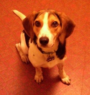 Joan's Beagle; Buster