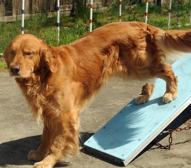 Doc's Golden Retriever; Costello