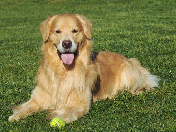 Laurie's Golden Retriever; Justin