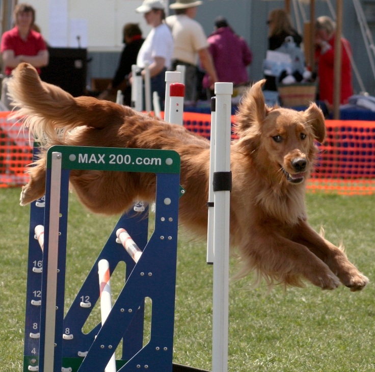 Doc's Golden Retriever; Scarlett