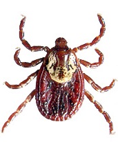 American Dog Ticks 