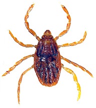 Brown Dog Ticks