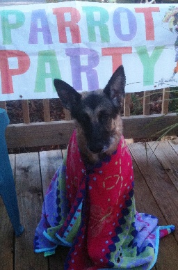  Carol's German Shepherd; Jewel