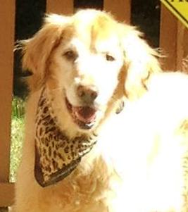 Sara's Golden Retriever; Makayla